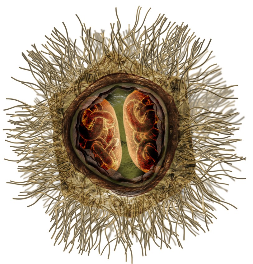 Представитель Семейства Mimiviridae